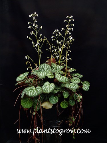 Strawberry Begonia (Saxifraga stolonifera)